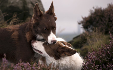 Картинка животные собаки фон природа пара