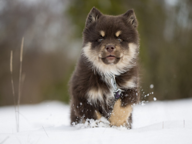 Обои картинки фото животные, собаки, финский, лаппхунд, финская, лопарская, лайка, собака, щенок, зима, снег