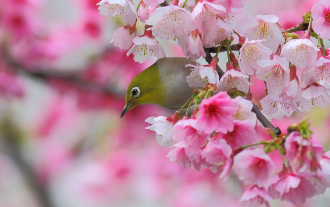 Обои картинки фото животные, белоглазки, Японская, белоглазка, птица, сакура, вишня, ветка, цветение, цветки, весна