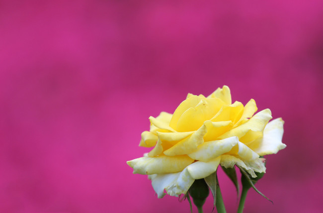 Обои картинки фото цветы, розы, фон, макро, бутон, лепестки, роза