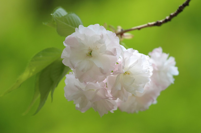 Обои картинки фото цветы, сакура,  вишня, ветка, цветение, вишня, весна, макро, цветки