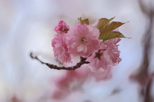 Обои картинки фото цветы, сакура,  вишня, дерево, ветка, весна, листья