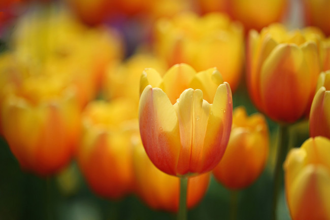 Обои картинки фото цветы, тюльпаны, оранжевые, весна