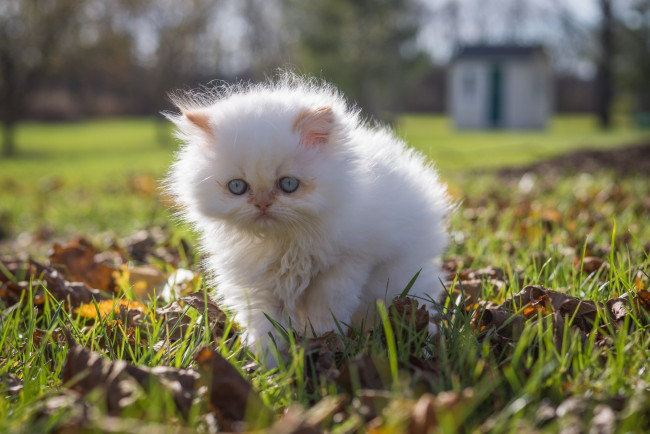 Обои картинки фото животные, коты, котёнок, белый, пушистый, прогулка