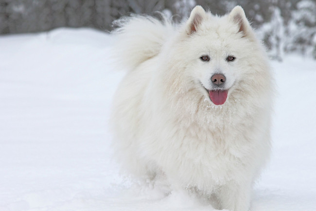 Обои картинки фото животные, собаки, собака, самоед, язык, снег, зима