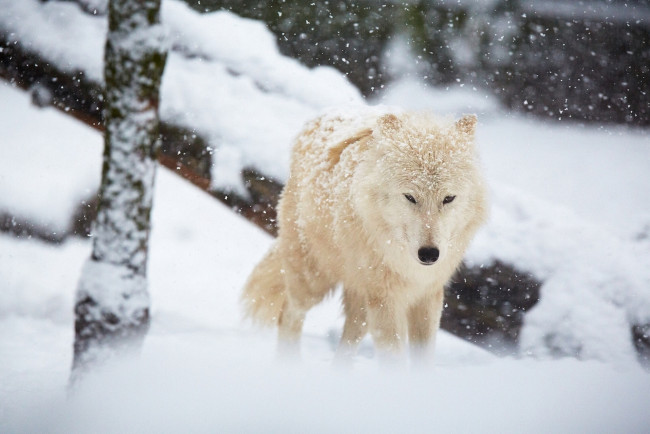 Обои картинки фото животные, волки,  койоты,  шакалы, волк, снег, зима