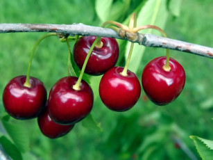 Картинка природа Ягоды вишни