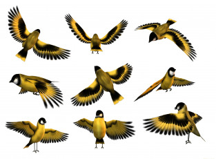 Картинка векторная+графика птицы+ птицы