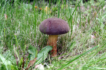 Картинка природа грибы листья трава