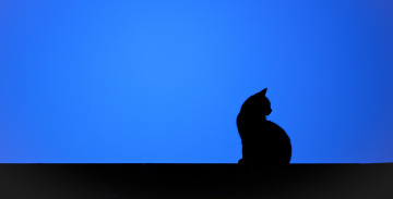 Картинка рисованное минимализм кошка фон силуэт