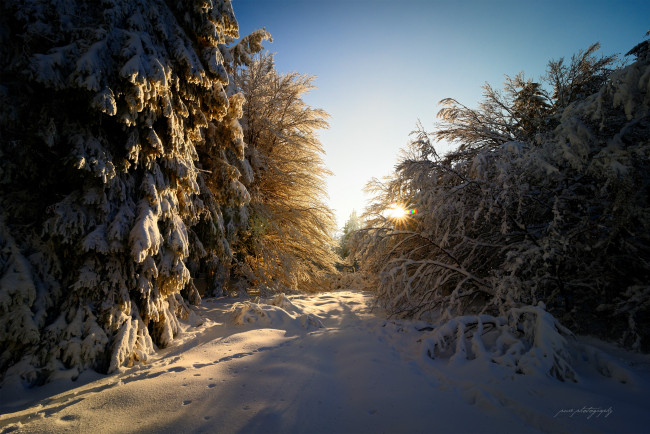 Обои картинки фото природа, зима, солнце, февраль, лес, блики, лучи, свет, земли, гессен, германия, снег