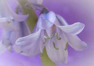 Картинка цветы гиацинты макро колокольчик тычинки лепестки