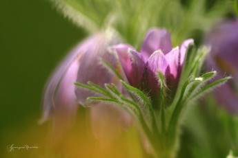 Картинка цветы анемоны +сон-трава первоцвет анемон боке