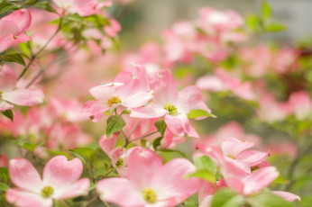 Картинка цветы кизил розовый макро