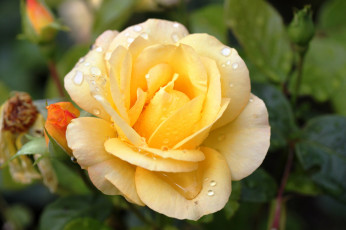 Картинка цветы розы макро желтая роза