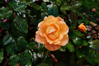 Картинка цветы розы персиковый капли
