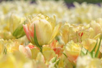 Картинка цветы тюльпаны бутон желтый