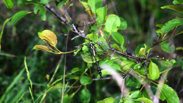 Картинка животные стрекозы стрекоза лето листья дерево