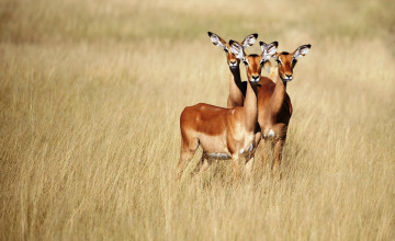 обоя Чернопятые антилопы, животные, антилопы, трава, африка, трио, саванна