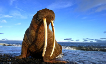 Картинка животные моржи галька море бивни морж берег