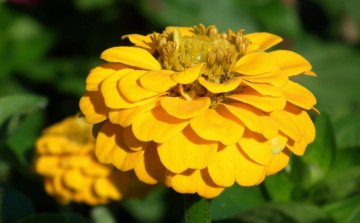 Картинка цветы цинния желтый