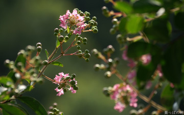 Картинка цветы цветущие+деревья+ +кустарники розовый цветение соцветие бутоны