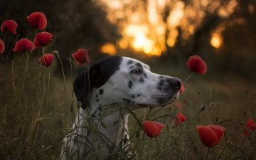 Картинка животные собаки далматин цветы морда маки собака