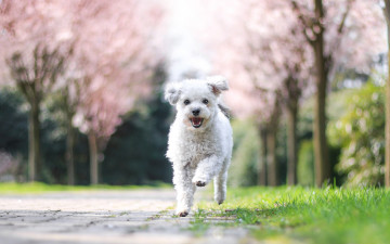Картинка животные собаки щенок бежит весна цветение болонка деревья природа белая собака