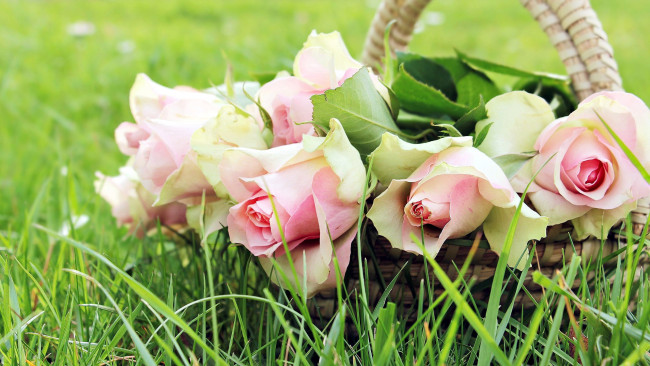 Обои картинки фото цветы, розы, корзинка, бутоны, трава