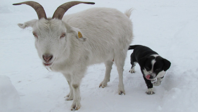 Обои картинки фото животные, разные вместе, коза, снег, собака
