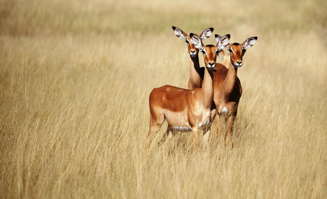 Обои картинки фото Чернопятые антилопы, животные, антилопы, трава, африка, трио, саванна