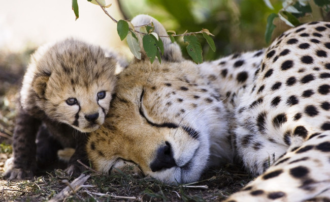 Обои картинки фото животные, гепарды, мать, детеныш, котенок, сон, отдых