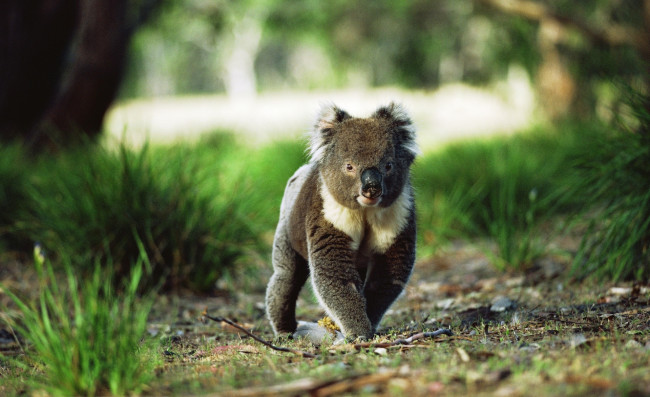 Обои картинки фото животные, коалы, коала, пробежка, трава, лес
