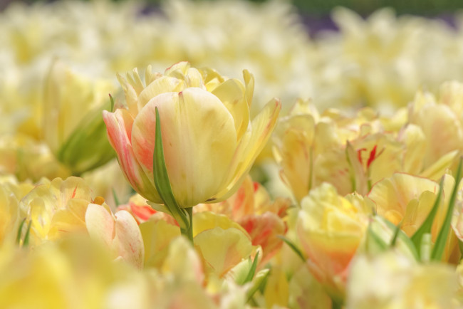 Обои картинки фото цветы, тюльпаны, бутон, желтый