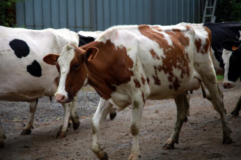 Картинка животные коровы +буйволы стадо