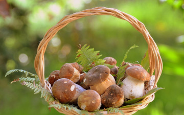 Картинка еда грибы +грибные+блюда корзинка боровики