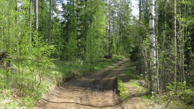 Обои картинки фото лес, природа, дороги, дорога, май, карелия, деревья, весна
