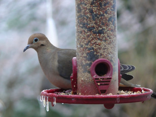 обоя an, icy, cold, mourning, dove, животные, голуби