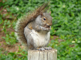 Картинка cute squirrel enjoying snack животные белки