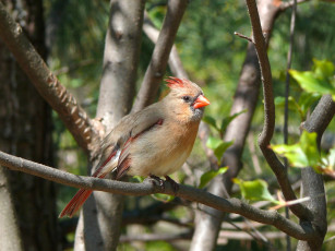 Картинка female northern cardinal животные кардиналы