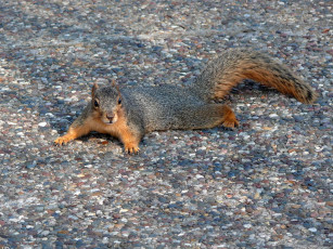 Картинка fox squirrel on the walkway at shelter gardens животные белки