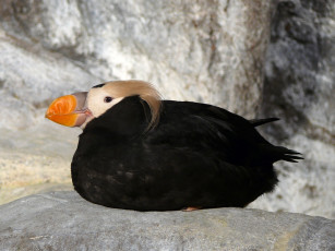 обоя tufted, puffin, in, the, penguin, and, coast, животные, тупики