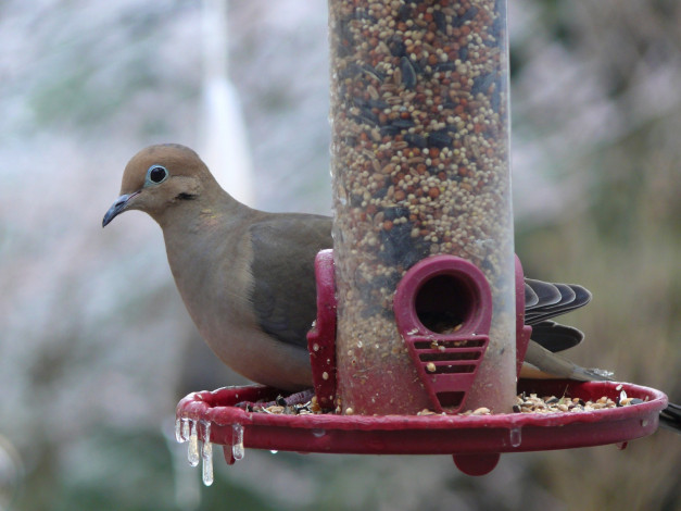 Обои картинки фото an, icy, cold, mourning, dove, животные, голуби