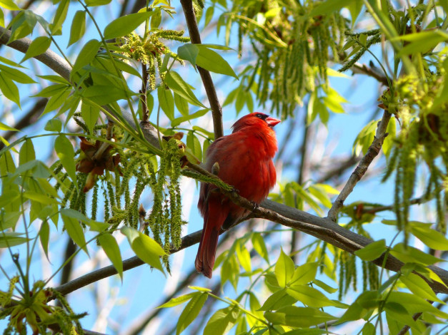 Обои картинки фото male, northern, cardinal, животные, кардиналы