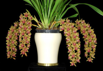 Картинка цветы орхидеи ветки экзотика