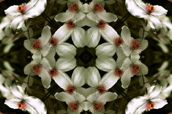 Картинка цветы клематис ломонос фрактал
