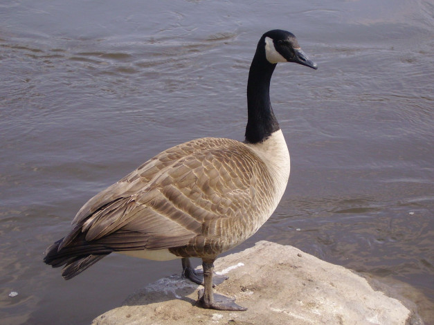 Обои картинки фото canadian, goose, животные, гуси, гусь, канадский
