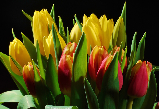 Обои картинки фото цветы, тюльпаны, букет, красный, желтый