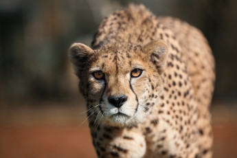 Картинка животные гепарды внимание кошка морда