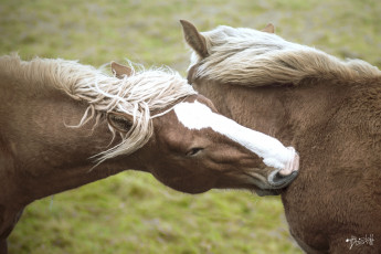 Картинка животные лошади игра грива морда пара кони
